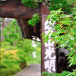 光明寺［こうみょうじ］/ 青もみじが素晴らしい「もみじ参道」